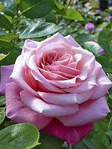 Timeless Pink (Comeback, Showpiece Blush,Pink Voluptia) продажа в Украине Нові надходження 2026 фото Купить саженцы Timeless Pink (Comeback, Showpiece Blush,Pink Voluptia) Нові надходження 2026 фото