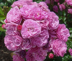 Аллевія (Allevia, VEL15mrora) продажа в Украине Троянди Lens фото Купить саженцы Аллевія (Allevia, VEL15mrora) Троянди Lens фото