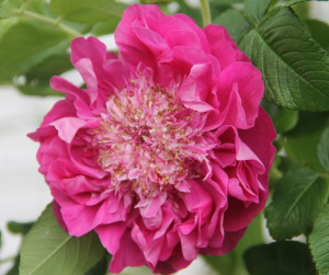 Souvenir de Trélazé (Pompom Perfume) продажа в Украине Неукривні зимостійкі троянди (Канадські, Гібриди Ругози) ЗКС фото Купить саженцы Souvenir de Trélazé (Pompom Perfume) Неукривні зимостійкі троянди (Канадські, Гібриди Ругози) ЗКС фото
