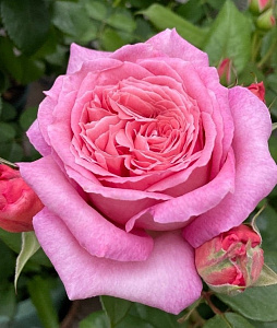 Купить саженцы Енн-Софі Пік (Anne Sophie Pic, GUIgro1) Троянди MASSAD, GUILLOT фото
