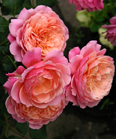 Купить саженцы Prix P.J. Redoute Шраби фото