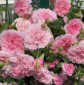 Купить саженцы Nicolas Briançon  Ароматні троянди фото