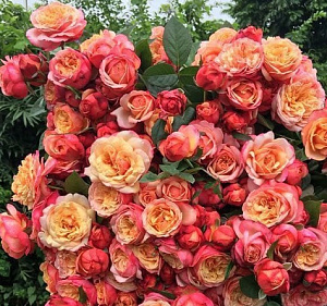 Купить саженцы Кордес Юбілі (Kordes Jubilee) Чайно-гібридні троянди фото