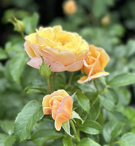 Купить саженцы Soleil Vertical (DELsar) Плетисті троянди фото