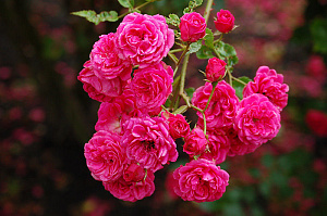 Купить саженцы Ельмсон (Elmshorn) Троянди зі знаком якості ADR фото