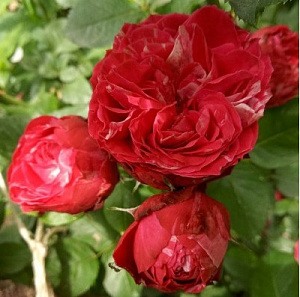 Купить саженцы Константина Фреска (Konstantina Freska, BOZkonsfre) Троянди рідкісних кольорів фото