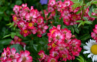 Купить саженцы  Beys Нові надходження 2026 фото