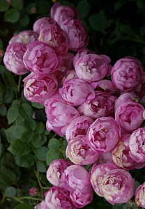 Купить саженцы Раубріттер (Raubritter, Macrantha Raubritter) Плетисті троянди фото