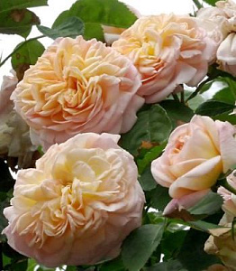 Купить саженцы Глуар де Дижон (Gloire de Dijon) Плетистые розы фото