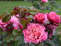 Купить саженцы Вайлдберрі (Wildberry, La Gaite) Троянди Tantau фото