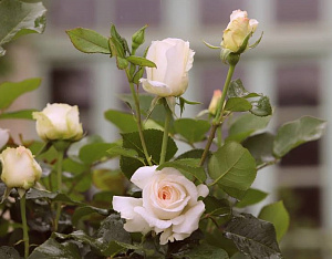 Купить саженцы Tobago Odore Чайно-гібридні троянди ЗКС фото