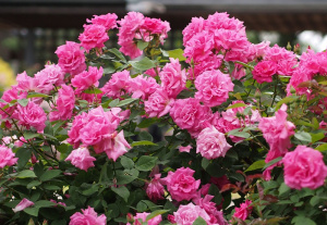 Купить саженцы Зефирин Друэн (Zephirine Drouhin) Плетистые розы фото