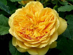 Купить саженцы Штамбова троянда 100 Idées Jardin (Golden Zest, Continued Friendship) Штамбові троянди фото
