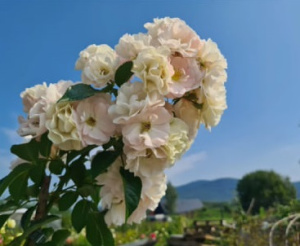 Купить саженцы  Цукрова вата (Cukrowa Wata, Fatum Bouquet, Barbe a Papa) Троянди Łukasz Rojewski фото