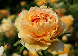 Купить саженцы Голден Селебрейшн (Golden Celebration) Англійські троянди фото