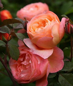 Леді Емма Гамільтон (Lady Emma Hamilton) продажа в Украине Англійські троянди фото Купить саженцы Леді Емма Гамільтон (Lady Emma Hamilton) Англійські троянди фото