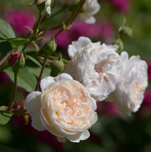 Купить саженцы Олбрайтон Рамблер  (The Albrighton Rambler) Англійські троянди фото