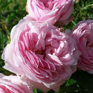 Купить саженцы Glenrose (Glenrose Villa) Плетисті троянди фото