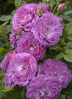Купить саженцы Лавенде Поп (Wekdieliopa, Lavender Pop) Мініатюрні та патіо троянди фото