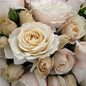 Купить саженцы Princesse Astrid de Belgique Чайно-гібридні троянди фото