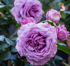 Купить саженцы Quicksilver (KORpucoblu) Плетисті троянди фото