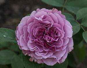 Купить саженцы Лавендер Айс (Lavender Ice)	 Флорібунда ЗКС фото