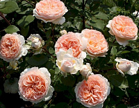 Купить саженцы Мерхенцаубер (Marchenzauber,Bliss Parfuma) Троянди KORDES  фото