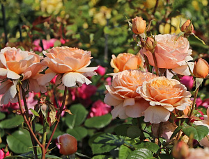 Купить саженцы Тропікана (Tropicana, TAN12690) Чайно-гібридні троянди фото