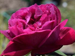 Купить саженцы Дарси Басл (Darcey Bussell) Английские розы фото