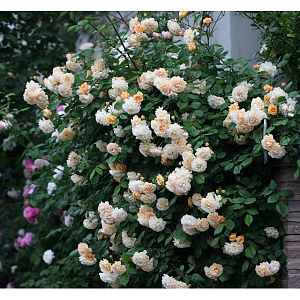 Купить саженцы Бафф Бьюти (Buff Beauty) Плетистые розы фото