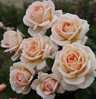 Купить саженцы Courage (KORvesumi-Lionheart) Чайно-гібридні троянди фото