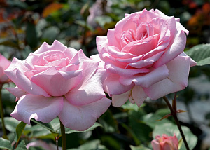 Купить саженцы  Tendence Нові надходження 2026 фото