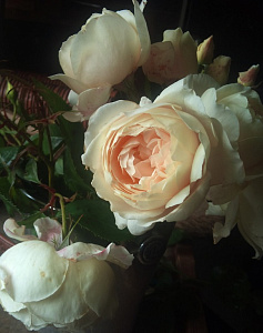 Купить саженцы Глайндборн (Glyndebourne, HARpulse) Троянди Harkness фото