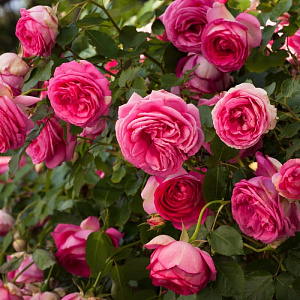 Купить саженцы Цикламен П'єр де Ронсар (Cyclamen Pierre de Ronsard) Плетисті троянди фото