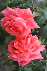 Купить саженцы Ди Ди Бриджвоутер (Dee Dee Bridgewater) Плетистые розы фото