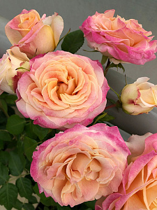 Купить саженцы  Better Times (KORtimbett) Троянди KORDES  фото