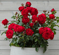 Купить саженцы  Till Eulenspiegel (Jester, KORuhlneu) Нові надходження 2026 фото