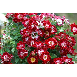 Літл Артист (Little Artist) продажа в Украине Мініатюрні та патіо троянди фото Купить саженцы Літл Артист (Little Artist) Мініатюрні та патіо троянди фото