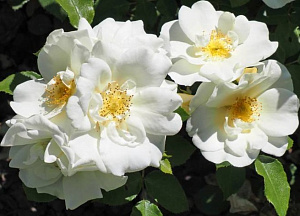 Купить саженцы Iwona (Ivona) Немахрові та напівмахрові троянди, гібриди HULTHEMIA PERSICA фото