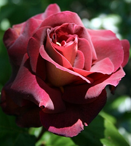 Купить саженцы Black Gold (Eddy Mitchell, Dark Knigh) Чайно-гібридні троянди фото