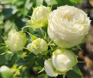 Купить саженцы Лемон Рококо (Lemon Rokoko) Флорібунда фото