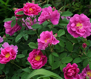 Купить саженцы Apothecary's Rose (Rosa gallica Officinalis) Старовинні троянди фото