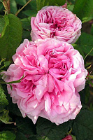 Купить саженцы Duchesse de Rohan Старовинні троянди фото