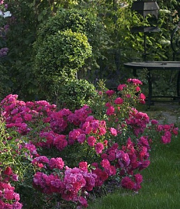 Купить саженцы Флауер Карпет Пінк (Flower Carpet Pink, Heidetraum) Ґрунтопокровні троянди фото