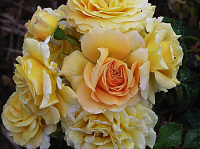 Купить саженцы Mireille Dumas (PANmask) Ароматні троянди фото