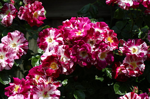 Купить саженцы Пепл Сплаш (Oh Wow) Плетистые розы фото