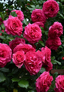Купить саженцы Марітім (Maritim, Tanimita) Плетисті троянди фото