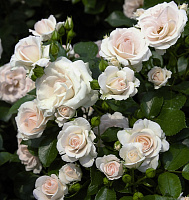 Купить саженцы Аспірин (Aspirin Rose, Special Child) Флорібунда фото