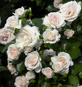 Купить саженцы Аспірин (Aspirin Rose, Special Child) Флорібунда фото