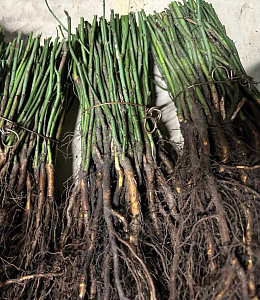 Купить саженцы   Підщепа для троянди R.Schmidts ideal  Нові надходження 2026 фото